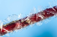 Fine frost crystals formed on a redbud stem by the pond.