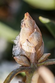 A fat rhododendron bud with a touch of snow...