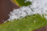 Downy snow on a rhododendron leaf