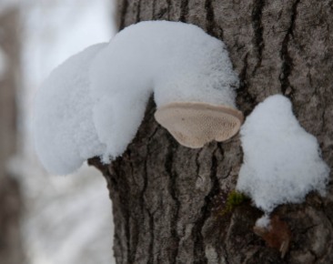Caps of snow atop fungus...
