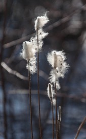 Fluffy seedpods backlit by the sun along Taft Road. (Can anyone identify this plant for me?)