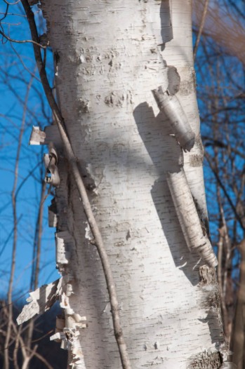 Curling birchbark on a tree along Taft Road.