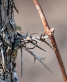 A tiny vine twisted around a buckthorn thorn...