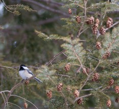 A chickadee pauses in the hemlock tree before dropping to the bird feeder.