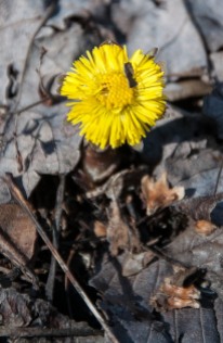Coltsfoot blooming along East Street!