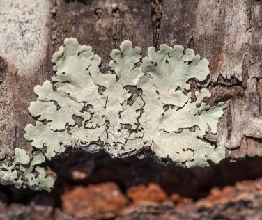 A crown of lichen on an apple tree in our front field.