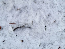 Just a few of the bajillion snow fleas on the snow up at Mad River Glen yesterday...