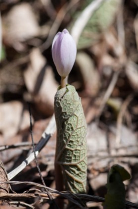 A bloodroot blossom emerging from its wrapped-tight leaves yesterday.