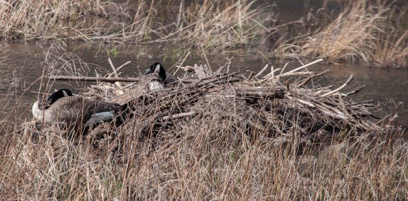 A pair of well-camouflaged Canada geese nesting in the beaver pond up on Texas Hill Road.