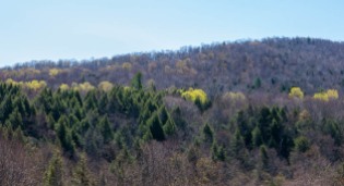 Early spring foliage pops up on Shaker Mountain Road.