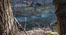 The remains of an old barbed-wire fence along lower Fargo Brook.