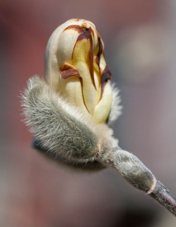 A frost-nipped magnolia blossom "on hold" during this cool weather.
