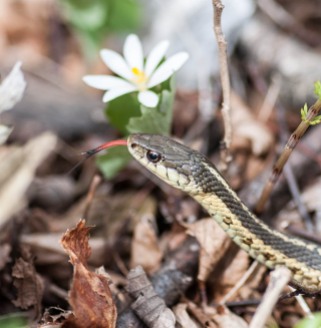 A garter snake poses next to a bloodroot along the Burlington Bike Path yesterday.