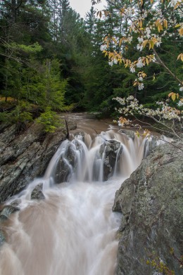 The overflow channel at Huntington Gorge flowing with muddy water--an amelanchier flowering in the foreground.