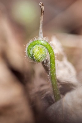 A tiny fern unfurls from beneath dried leaves...