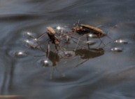 Water striders doin' the nasty on Fargo Brook a couple weeks back...