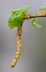 A birch catkin on the tree by the front porch.