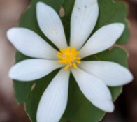 A bloodroot in full bloom!