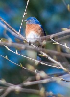 A bluebird perched in the yellow birch out by our lower garden.