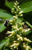 Happy as two bees on a buckeye: a honey bee and a bumble bee share the nectar of our deckside buckeye tree.