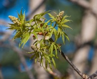 Fast growing shoots and flower buds on the buckeye tree by our woodshed
