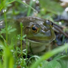 A bullfrog hanging out on the edge of the pond.