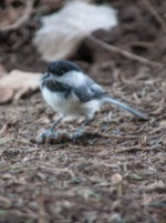 This is an unusual one: this chickadee had found the desiccated carcass of a shrew under the bushes in front of our porch and seemed to be harvesting fur for his/her nest. His mate was perched nearby watching. I've never seen anything like that before...