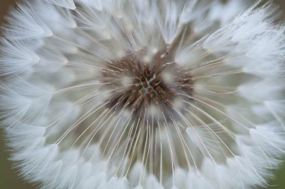 Like a tiny white firework, a dandelion seed head ready to blow away...