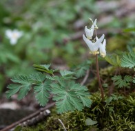 Dutchman's Breeches blooming up along Taft Road.