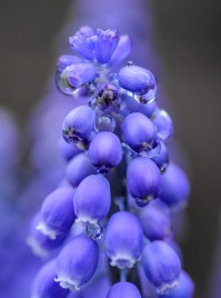 Grape hyacinth blooming next to the Studio stairs this morning.