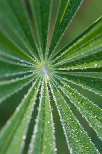 Morning dew on lupin leaves by the pond.