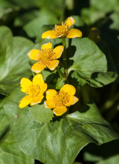 Marsh marigold blooming near the house...