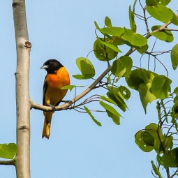 A northern oriole perched in a poplar tree over by our lower veggie garden yesterday morning.