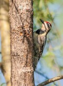 A yellow-bellied sapsucker drills his signature holes in a poplar tree by the pond. We saw many other critters enjoying the sap including butterflies and a ruby-throated hummingbird.