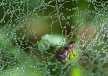 A tiny ground spider lurks in her dew-bespangled web in the grass by the pond.