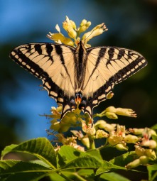 An eastern Tiger Swallowtail is another critter that enjoys our flowing buckeye tree.