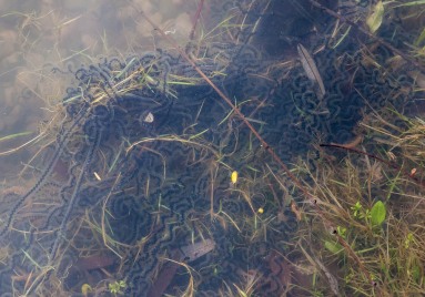 A tangle of toad eggs in the shallow water of our pond. There are two tightly embraced toads in there too, but you can't really see 'em...