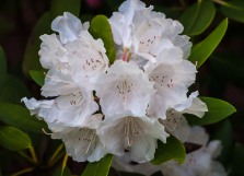 White rhododendron flowing by the side of the house.