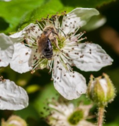 A pollen-dusted solitary bee works a blackberry blossom. It should be a banner year for berries this year!