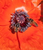 A pair of bees work a poppy bloom in our back garden. Note the dark color of the pollen clinging to their legs...