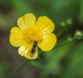 A fly investigates a buttercup bloom in the woods.