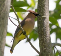 A cedar waxwing poses in the Korean Mountain Ash in our front yard. He and a buddy were eating the dried berries.
