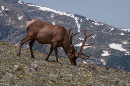 A bull elk grazing in the tundra at around 12,000' in Rocky Mountain National Park.