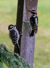 A hairy woodpecker and its fledgling investigate our bird feeder post this morning.