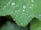 Raindrops on Lady's Mantle in our back garden.