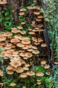 A forest of tiny mushrooms grow on a hemlock stump in the backwoods.