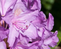 A lovely purple rhododendron bloom next to the house...