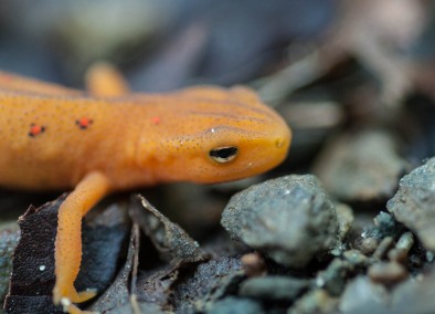 Getting personal with a red eft in the woods behind the house...