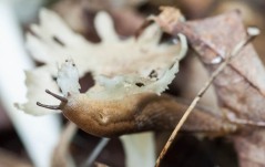 A slug munches on a mushroom out in the woods.