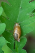 A snail climbs a fern leaf in the woods behind the house.